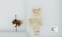 Image de Bombus sylvicola Kirby 1837