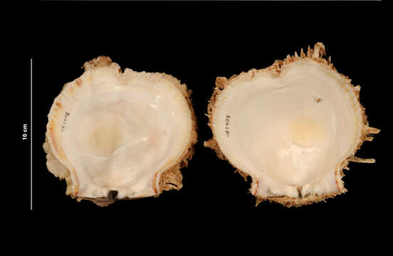 Image of American thorny oyster