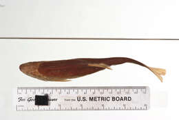Plancia ëd Mylopharodon