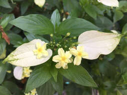 Image of Mussaenda glabra Vahl