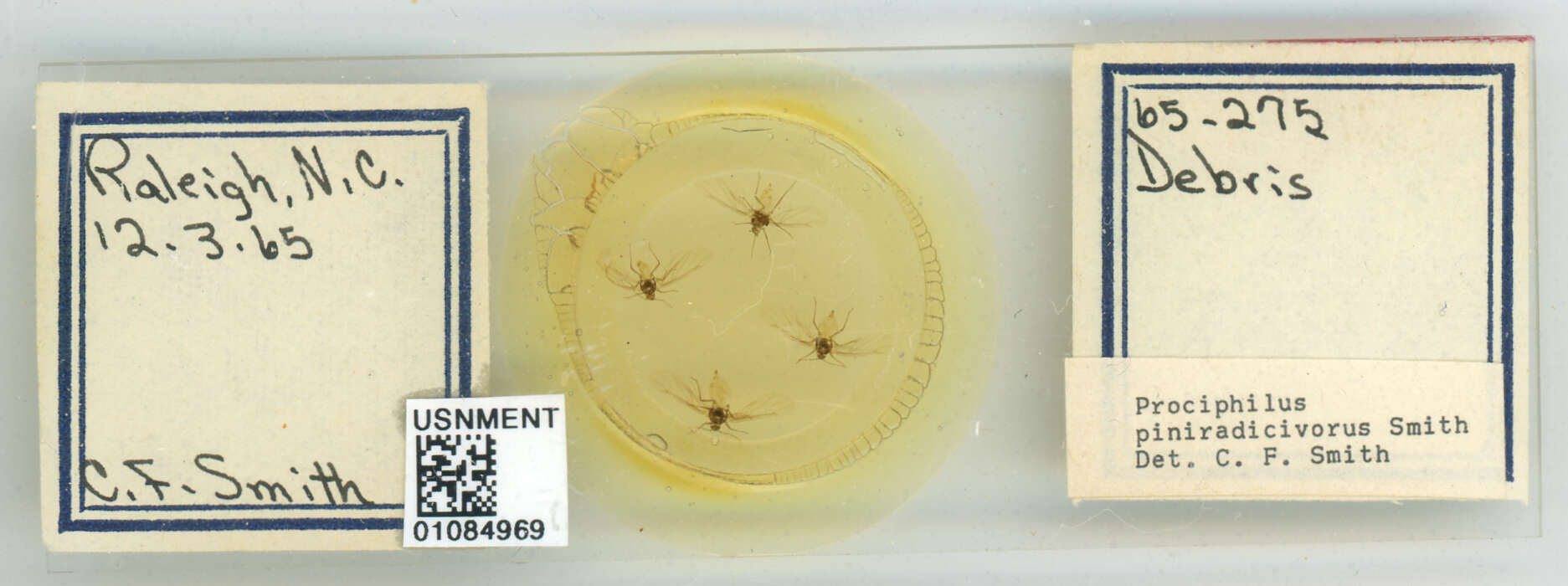 Image of Prociphilus (Prociphilus) piniradicivorus Smith & C. F. 1969