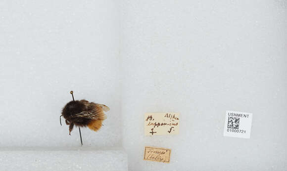 Слика од Bombus lapponicus lapponicus (Fabricius 1793)