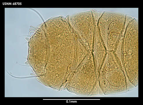 Image of Echiniscus jenningsi Dastych 1984