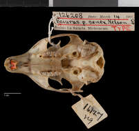 Sciurus aureogaster nigrescens Bennett 1833的圖片