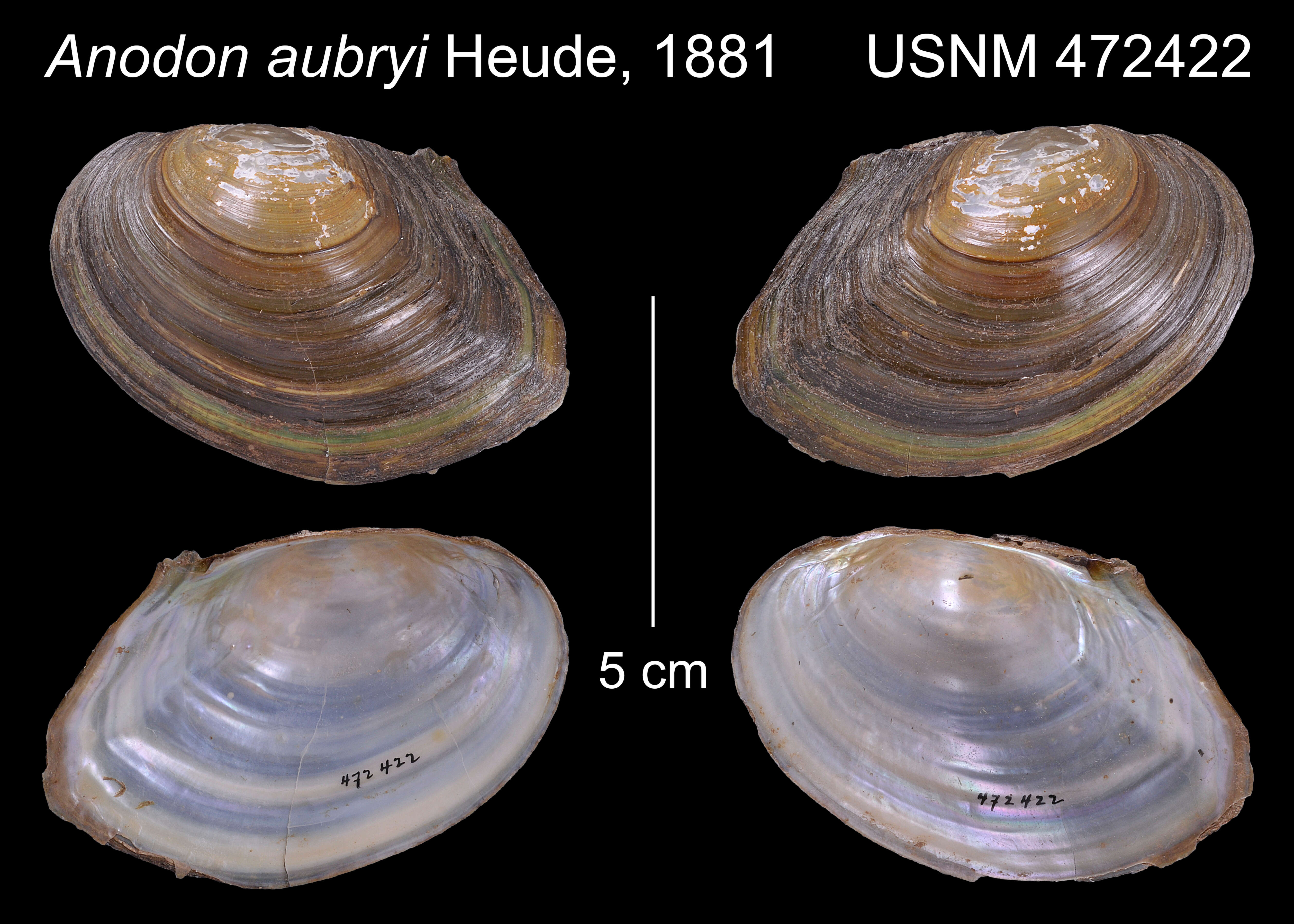 Image of Sinanodonta Modell 1945