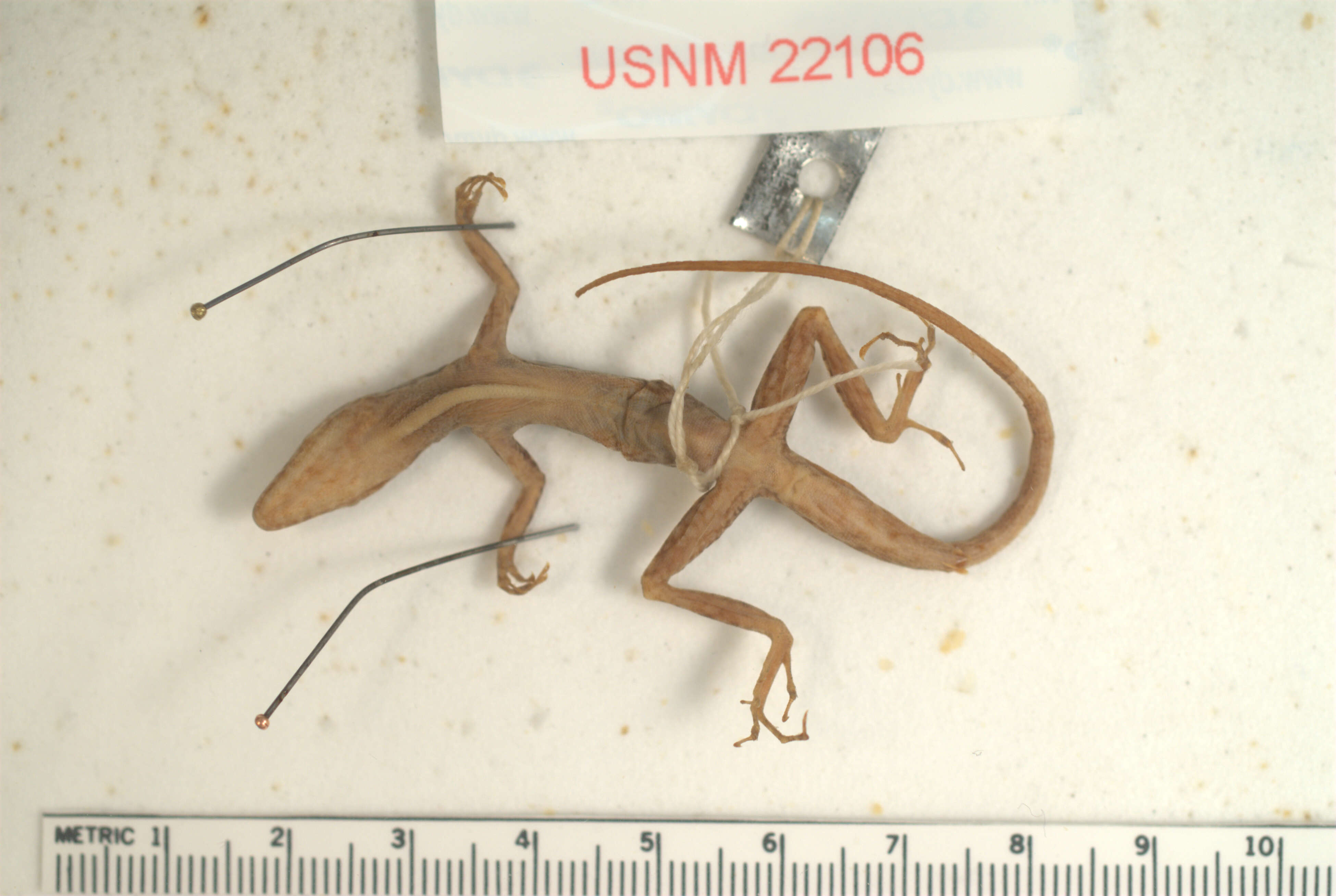 Image of Townsend's Anole