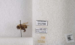 Слика од Bombus affinis Cresson 1864