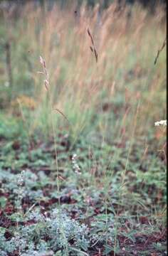 Imagem de Bromus pumpellianus Scribn.