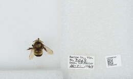 Слика од Bombus affinis Cresson 1864