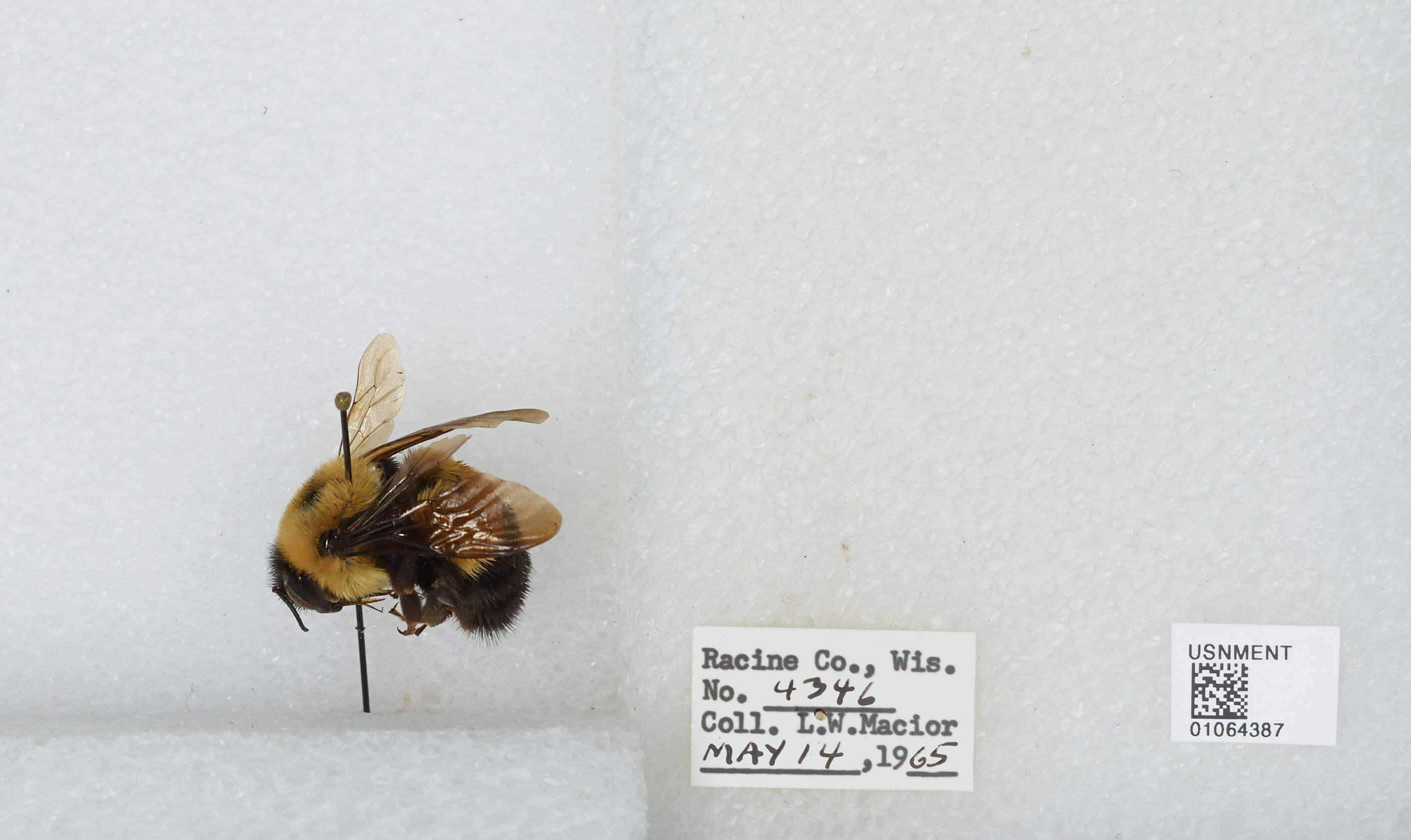 Слика од Bombus affinis Cresson 1864