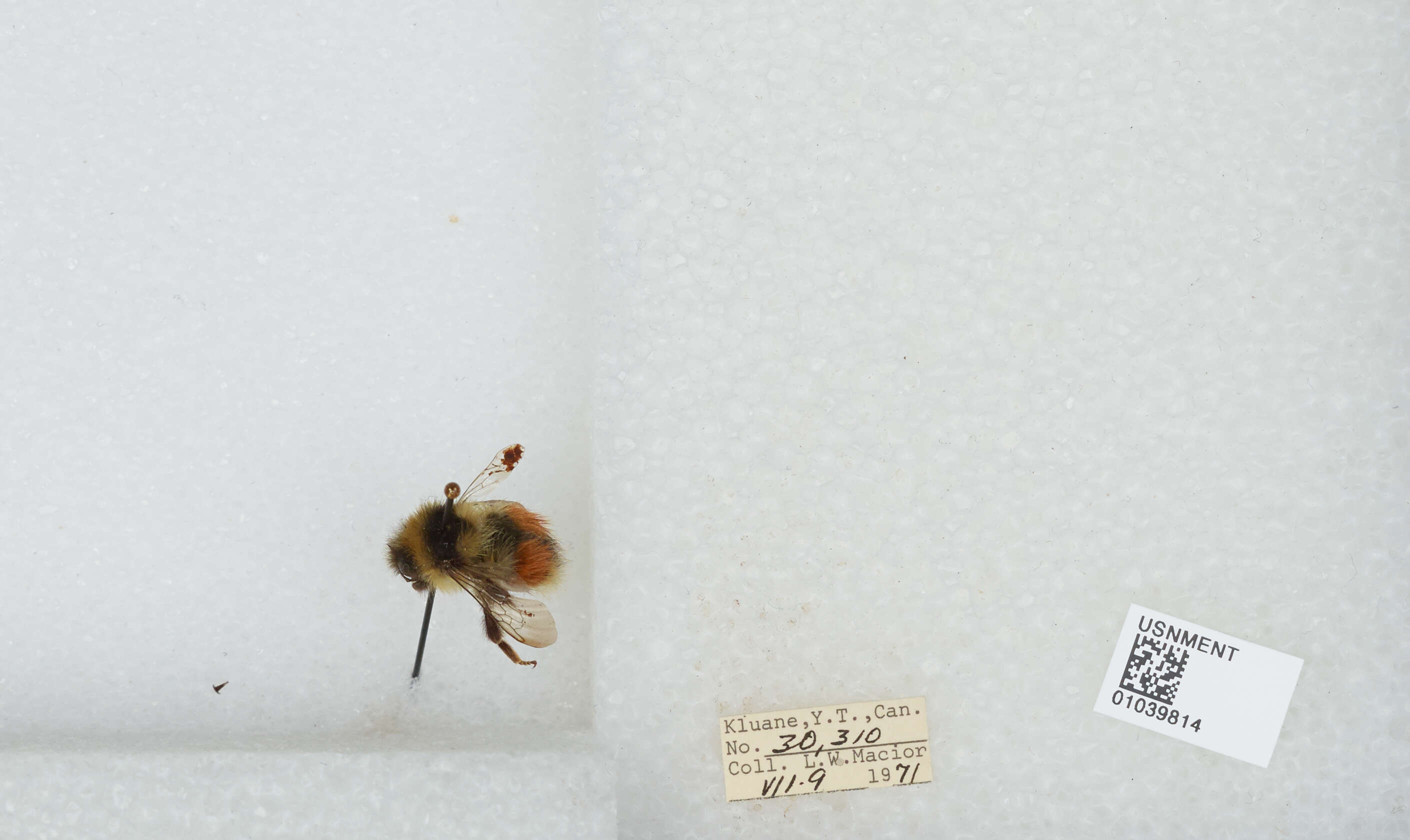 Image de Bombus sylvicola Kirby 1837