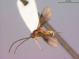 Image of Opius hemifuscus Fischer 1966