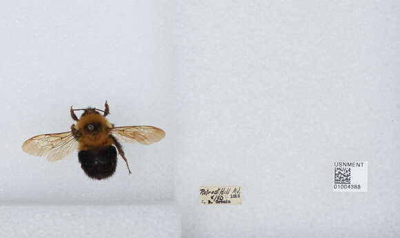 صورة Bombus bimaculatus Cresson 1864