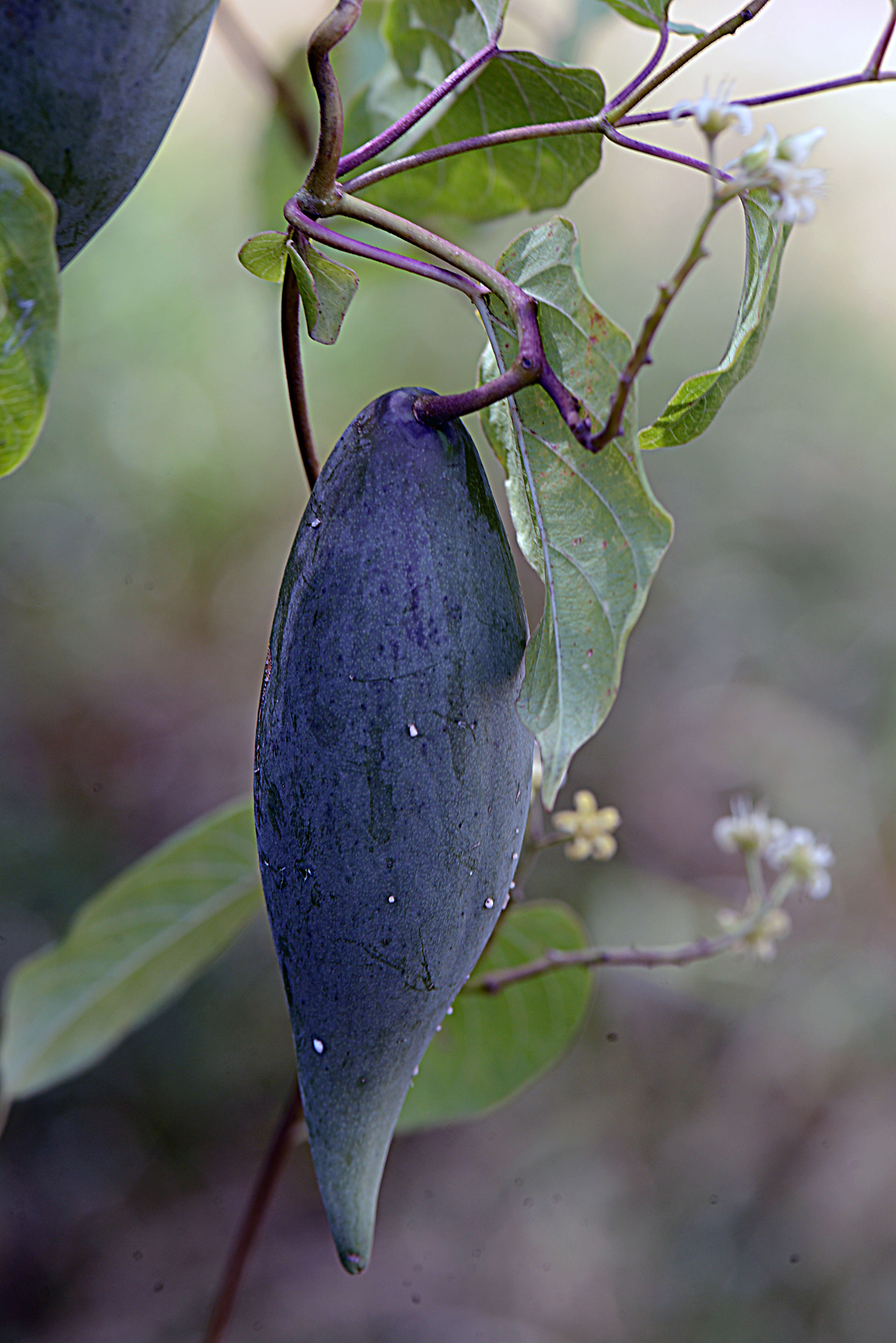 Image of Cynanchum foetidum (Cav.) Kunth