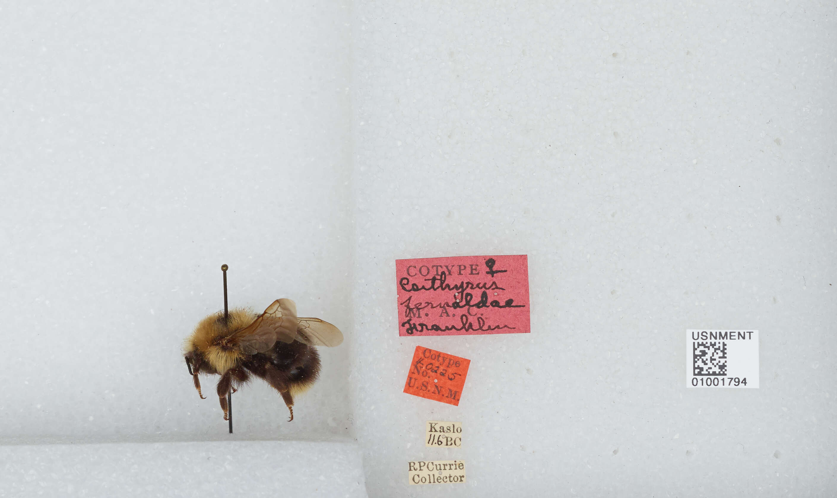 Image of Fernald's Cuckoo Bumble Bee