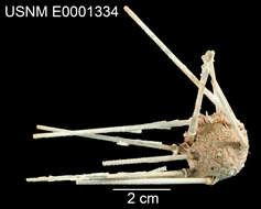 Image of Psilocidaris echinulata Mortensen 1927