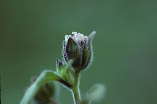 Image of silkleaf