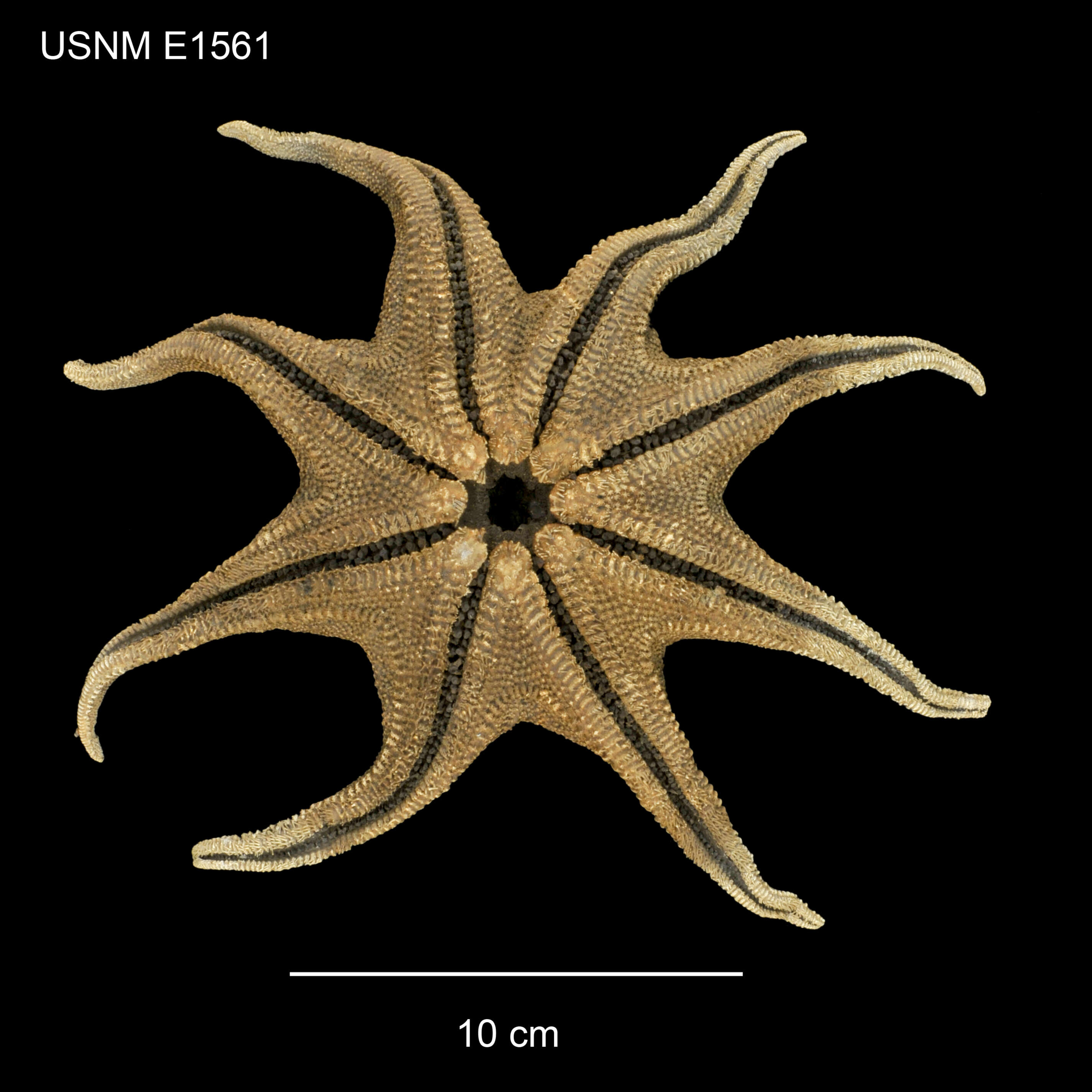 Image of Solaster abyssicola Verrill 1885