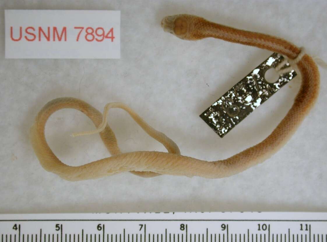 Image of Western Patch-nosed Snake