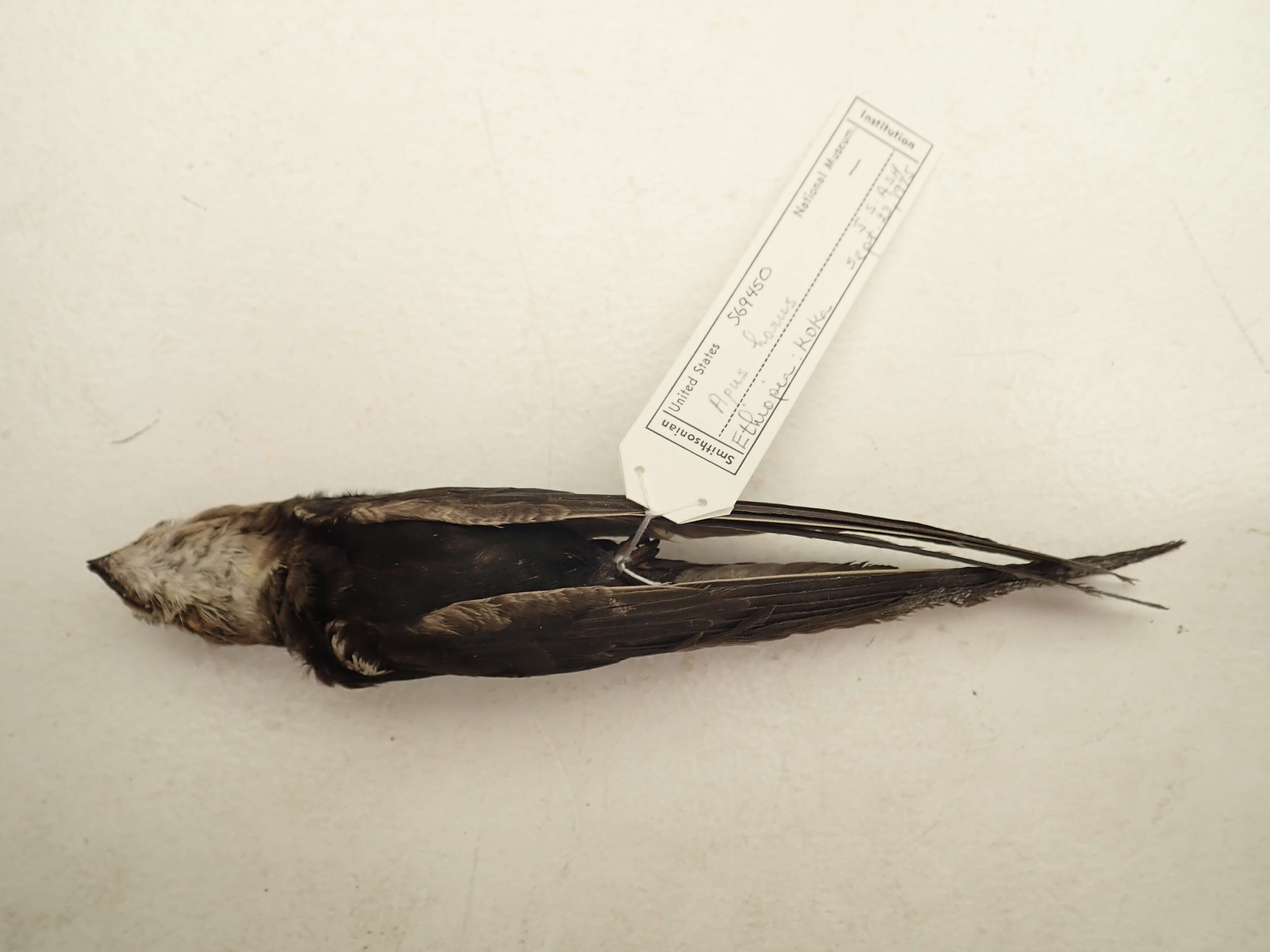 Image of Horus Swift