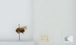 Image of Common carder bumblebee