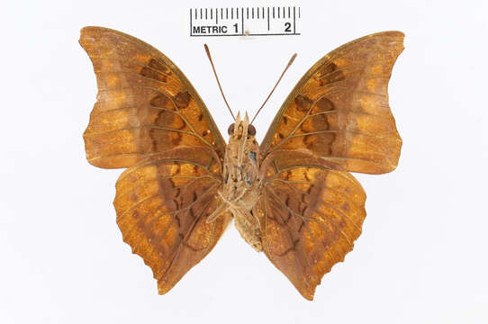 Charaxes nichetes Grose-Smith 1883的圖片