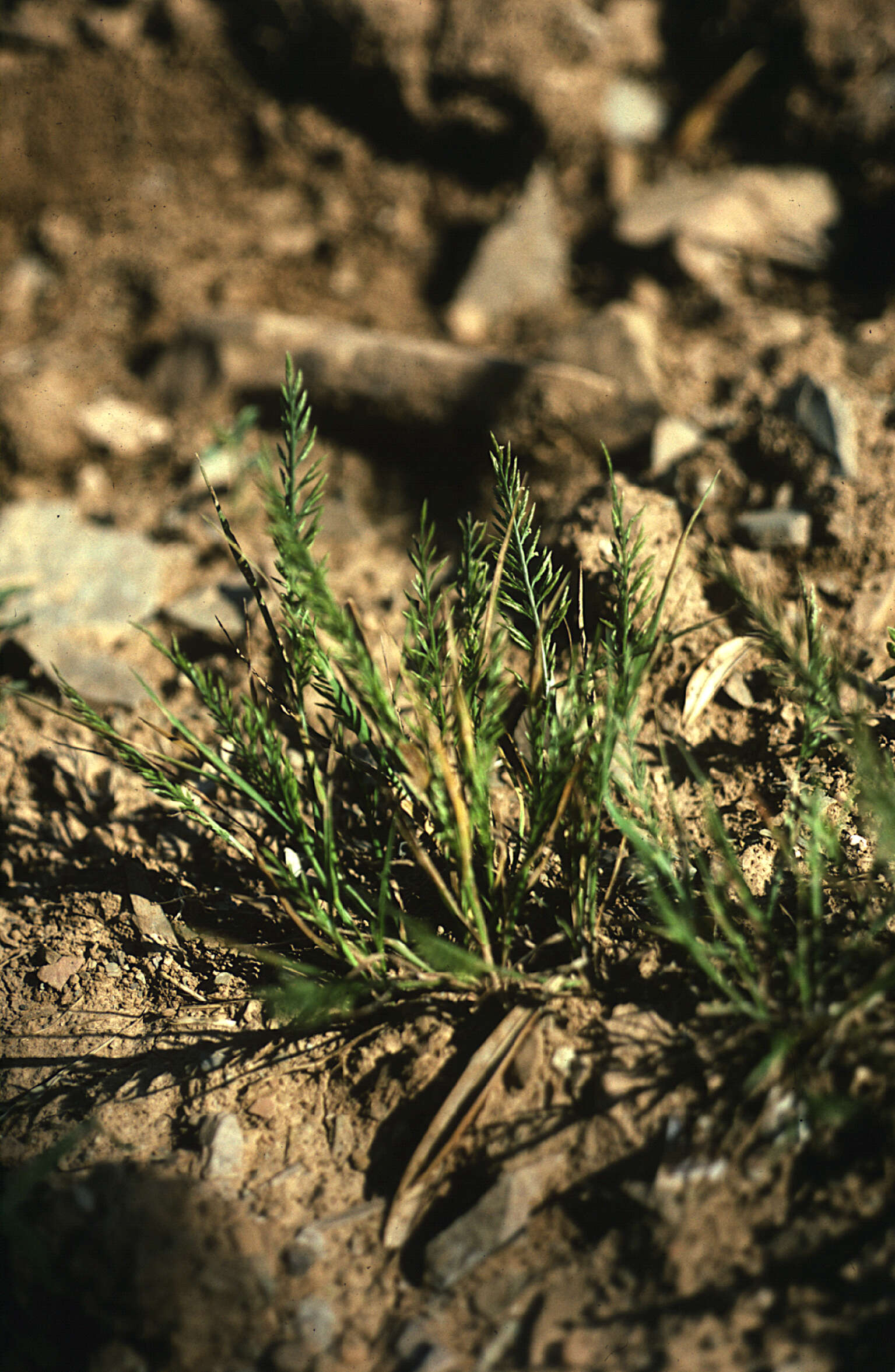 Слика од Catapodium marinum (L.) C. E. Hubb.