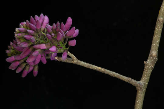 Image of <i>Lonchocarpus isthmensis</i> M. Sousa