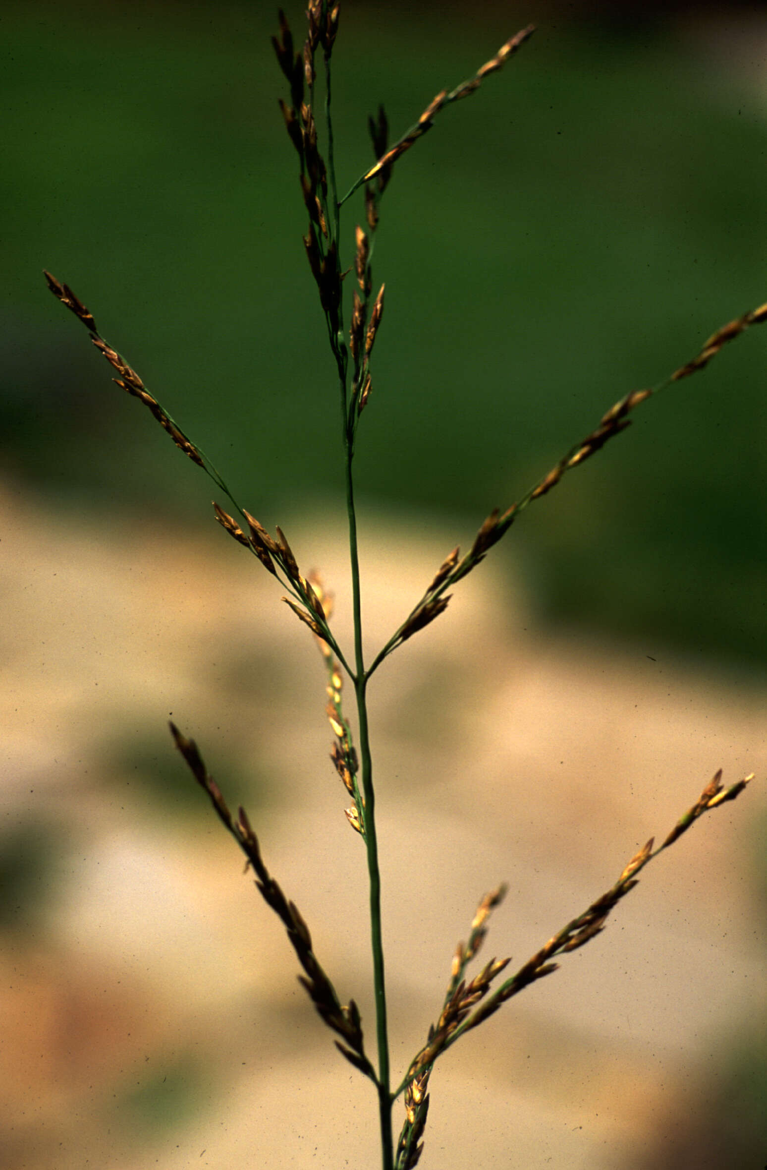 Image of Purple Moor Grass