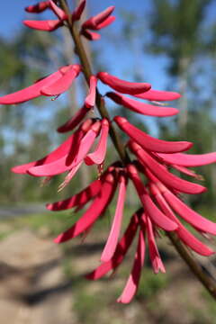 Слика од Erythrina herbacea L.