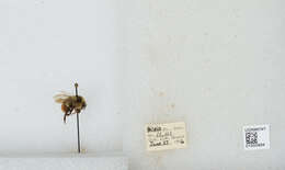 Image of Two Form Bumble Bee