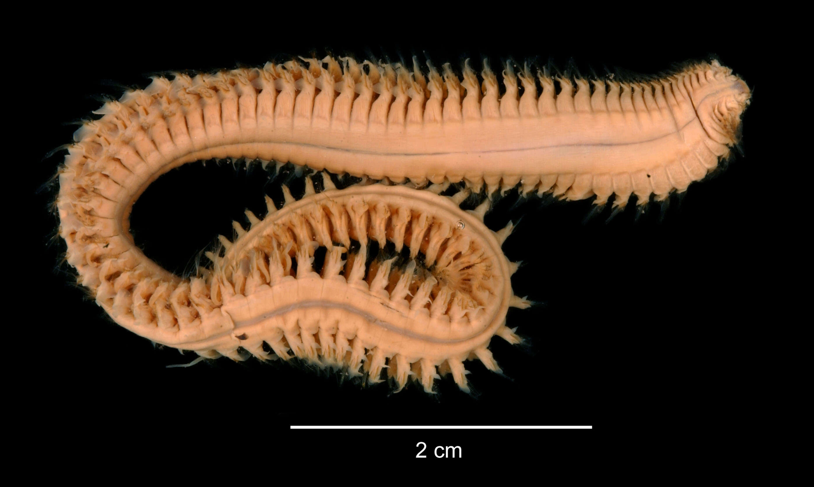 Aglaophamus ornatus Hartman 1967 resmi