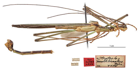 Imagem de Parastratocles multilineatus (Rehn & J. A. G. 1904)