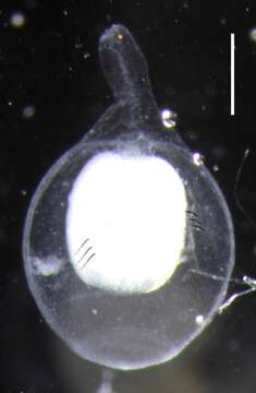 Image of Apolemia rubriversa Siebert, Pugh, Haddock & Dunn 2013