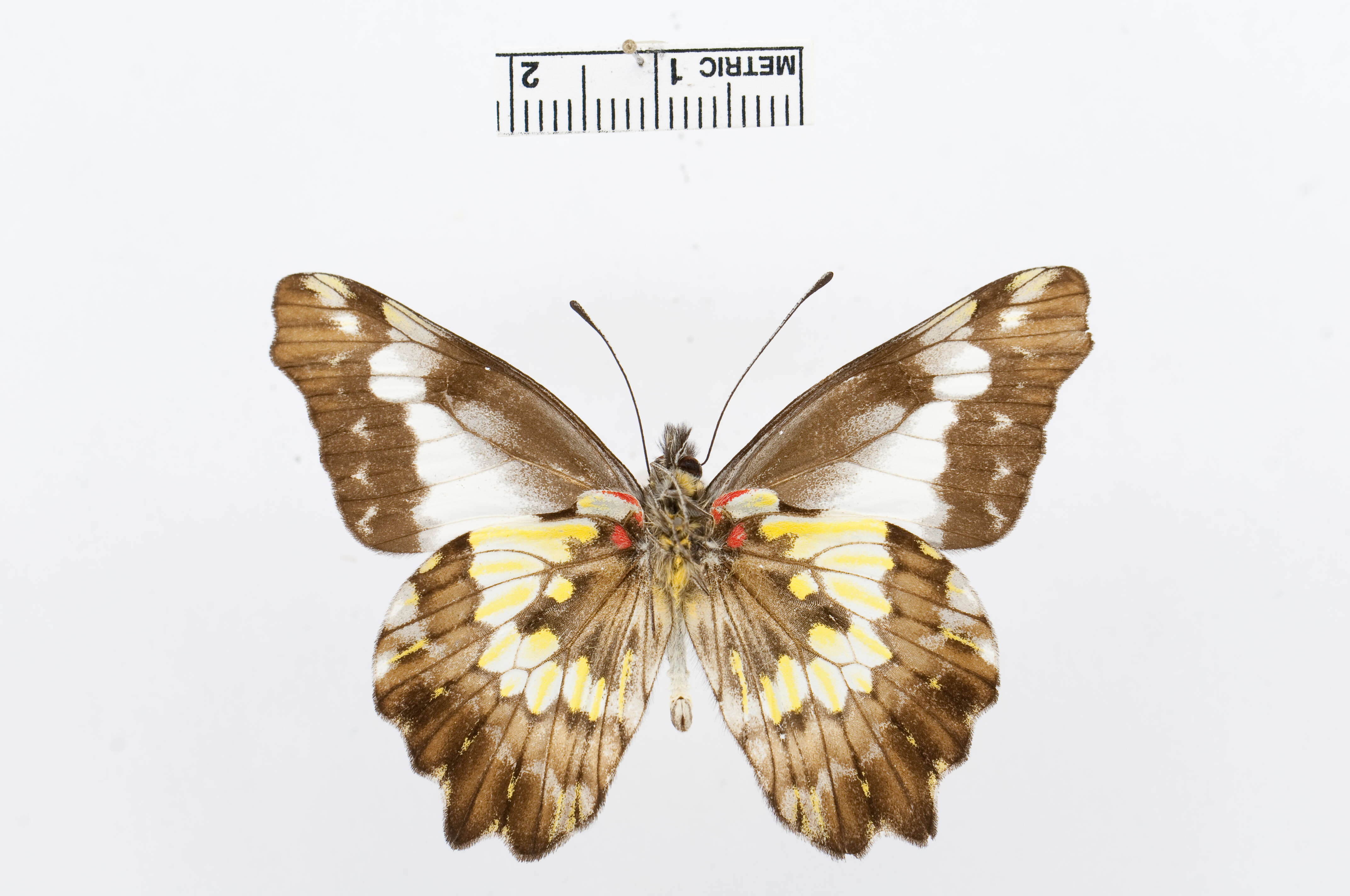 Image of Leodonta dysoni (Doubleday 1847)