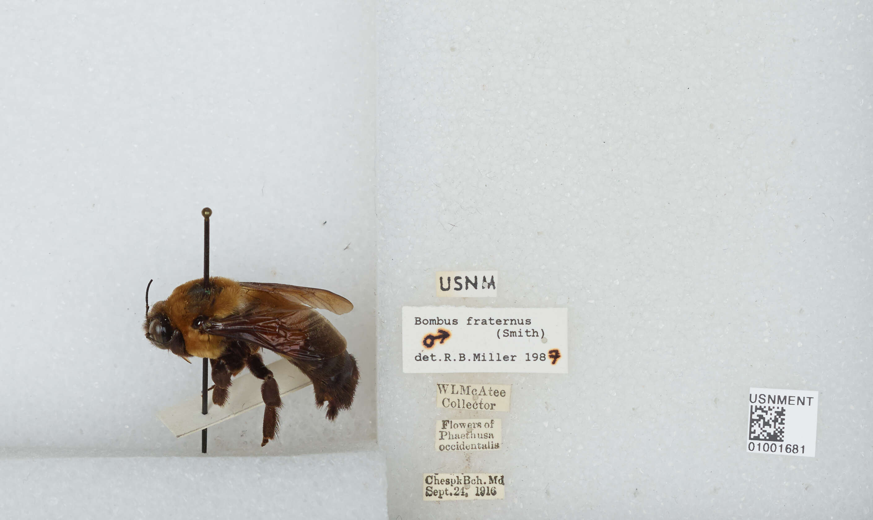 Слика од Bombus fraternus (Smith 1854)