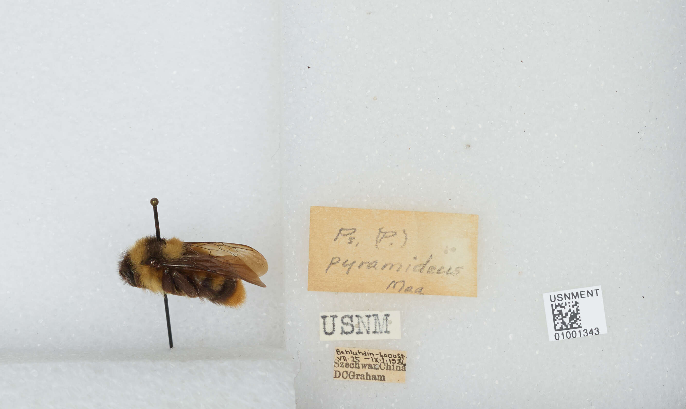 Image of Bombus cornutus (Frison 1933)