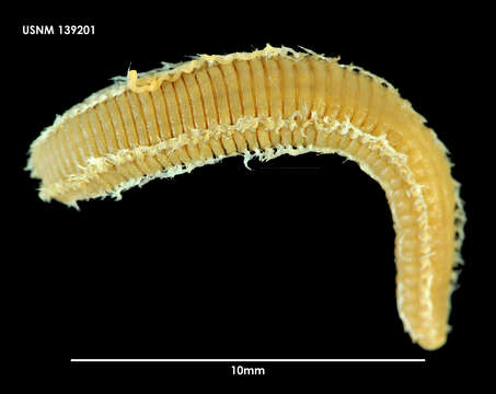 Image of Pareurythoe chilensis (Kinberg 1857)