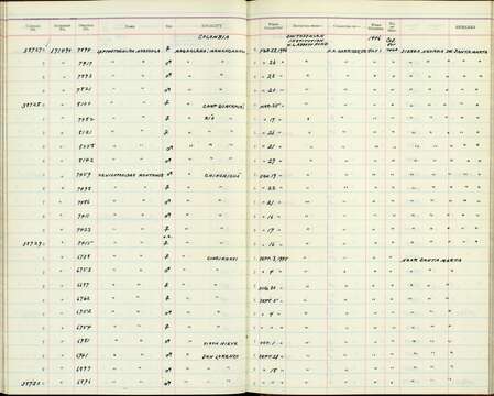 Leptasthenura andicola extima Todd 1916的圖片