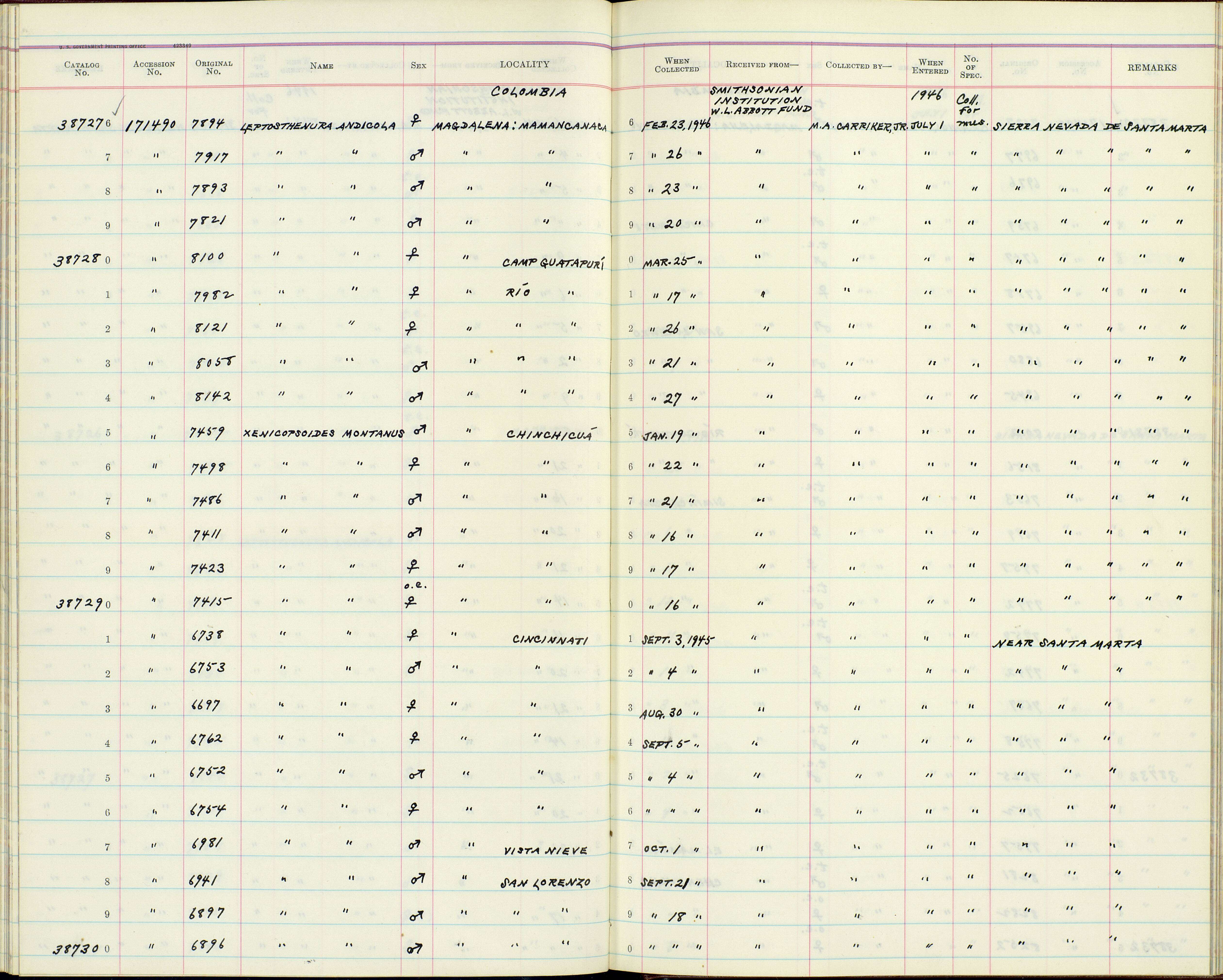 Sivun Leptasthenura andicola extima Todd 1916 kuva