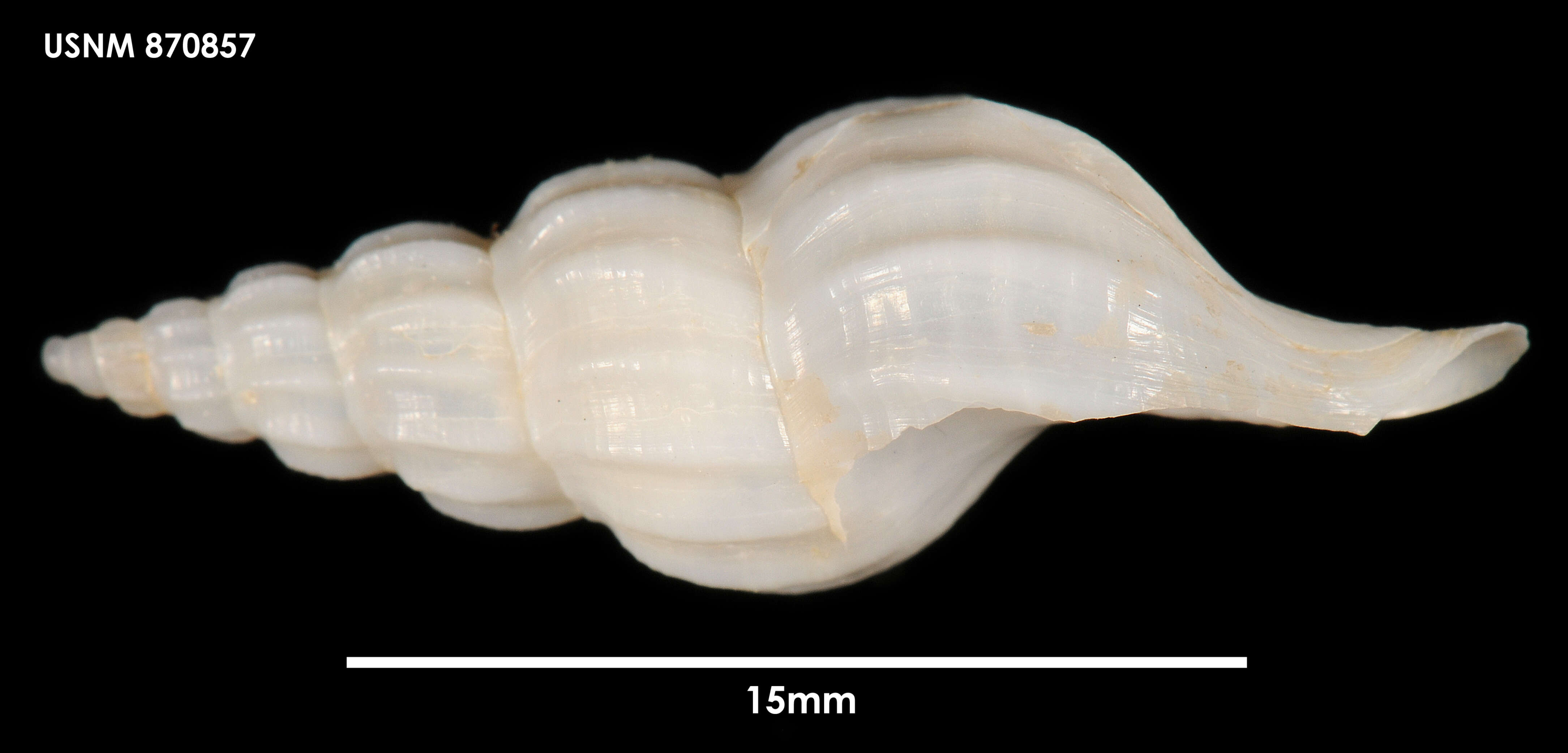 Sivun Volutomitra H. Adams & A. Adams 1853 kuva