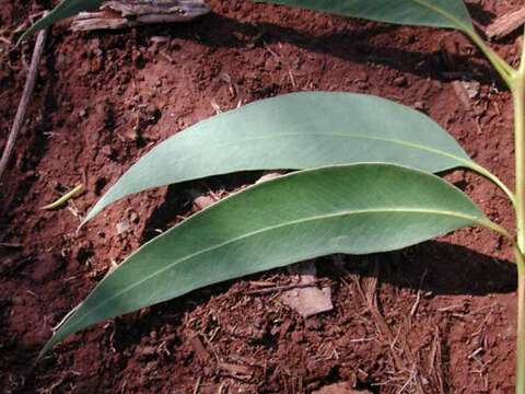 Image of Saligna Eucalyptus