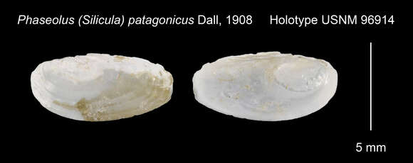 Image of Silicula patagonica (Dall 1908)