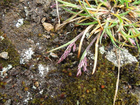 Image of Wavy Meadow-grass