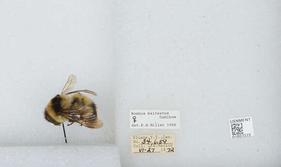 Image de Bombus balteatus Dahlbom 1832