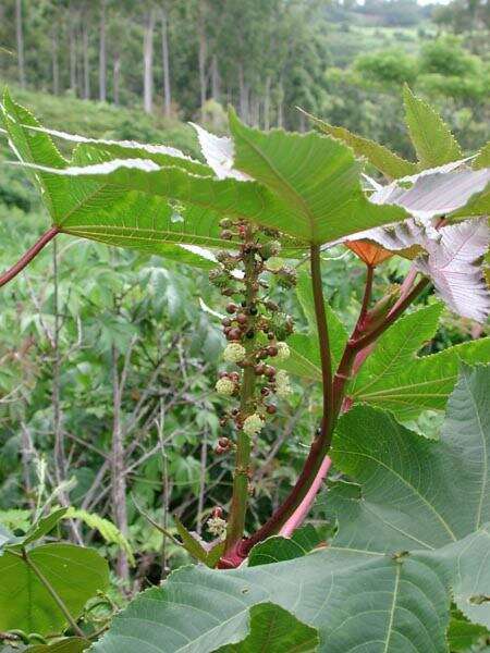 Sivun Ricinus kuva