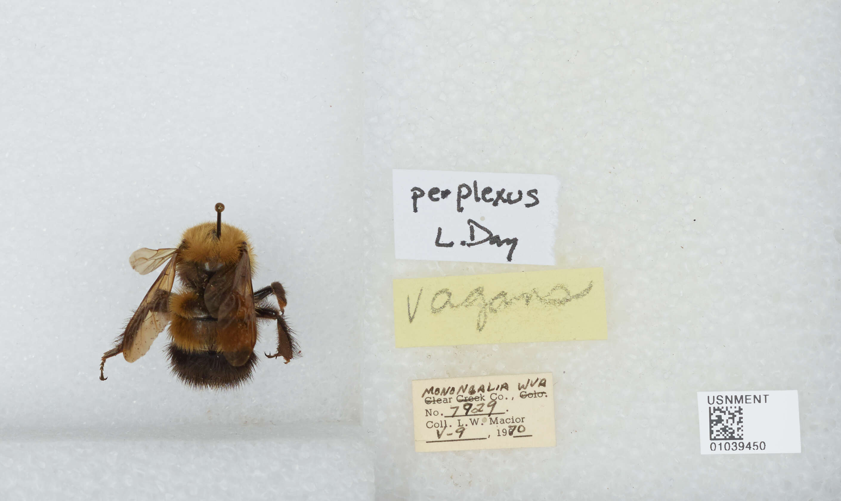 Слика од Bombus perplexus Cresson 1864