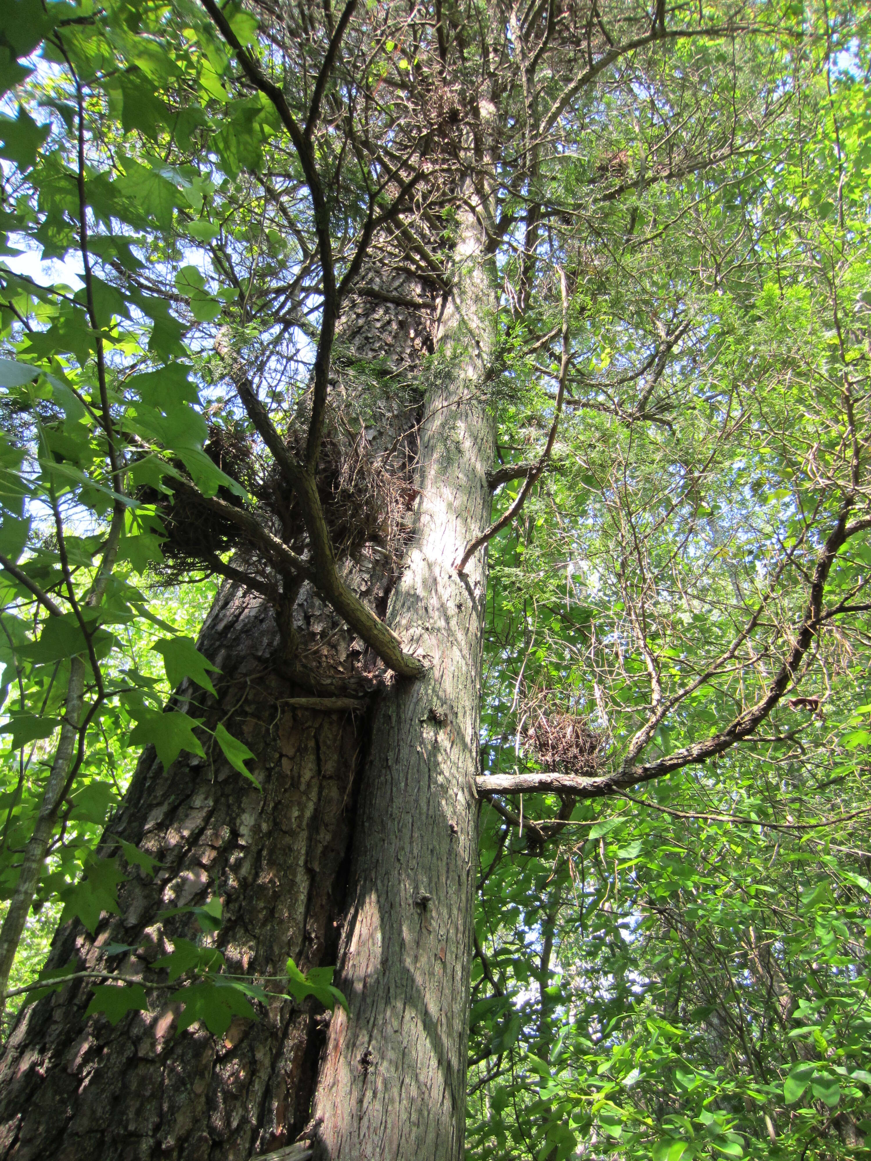 Image of Atlantic White Cedar