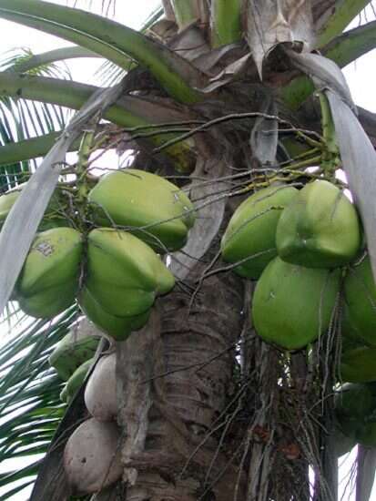 Image of coconut palm