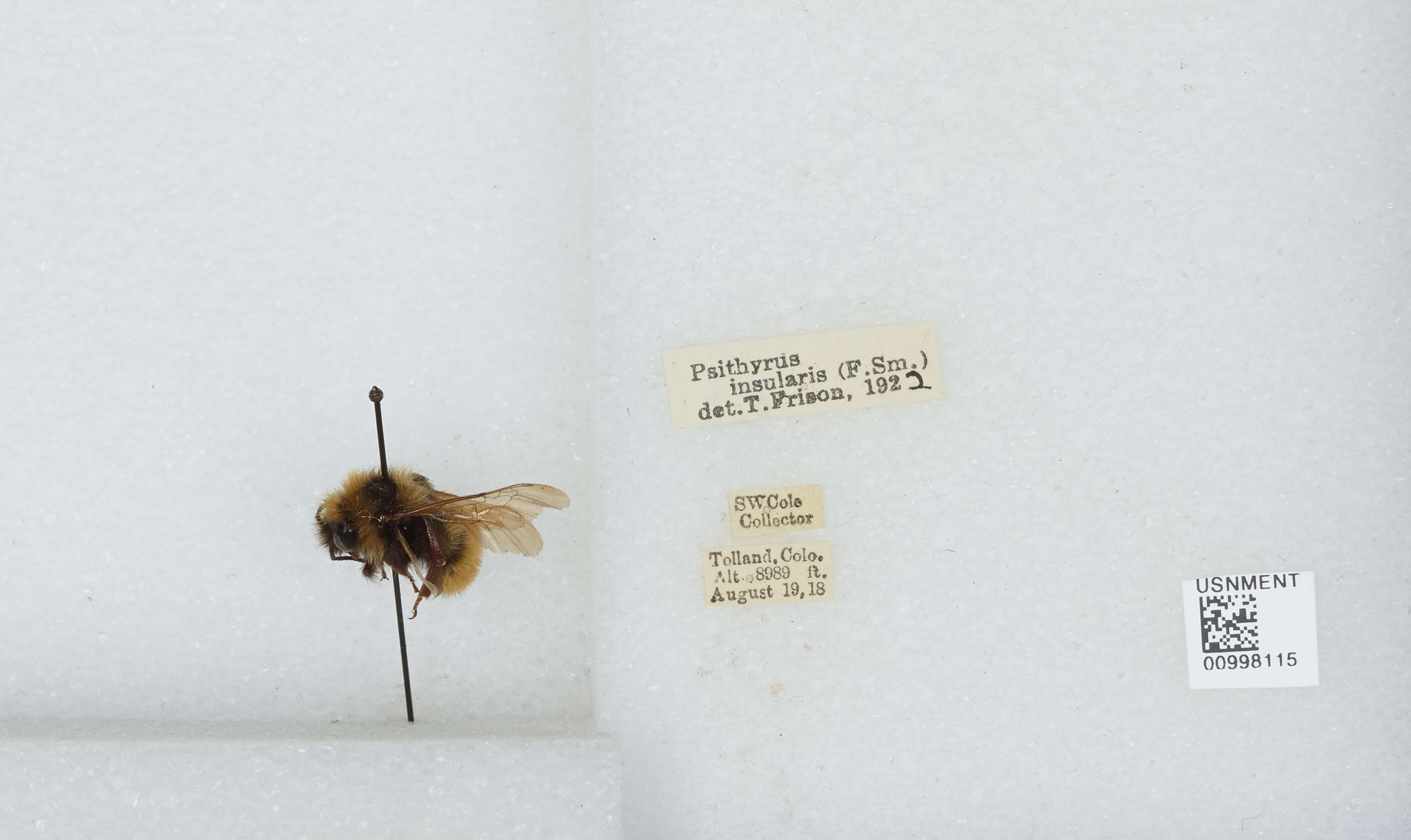 Image de Bombus insularis (Smith 1861)